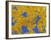 Close-Up of Golden Autumn Leaves in the Zion National Park, Utah, USA-Tomlinson Ruth-Framed Photographic Print