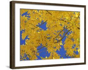 Close-Up of Golden Autumn Leaves in the Zion National Park, Utah, USA-Tomlinson Ruth-Framed Photographic Print
