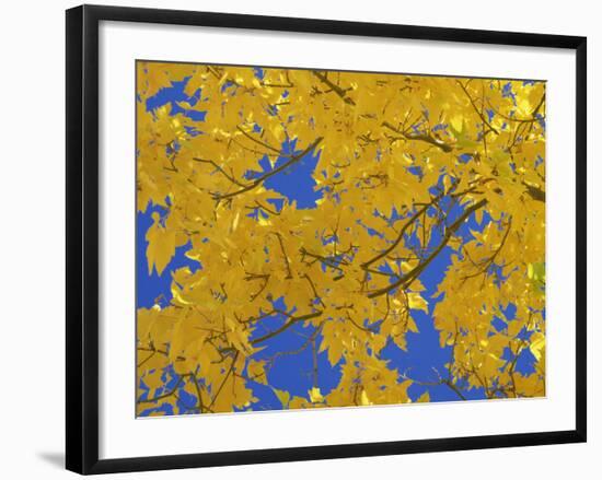 Close-Up of Golden Autumn Leaves in the Zion National Park, Utah, USA-Tomlinson Ruth-Framed Photographic Print