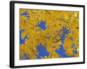 Close-Up of Golden Autumn Leaves in the Zion National Park, Utah, USA-Tomlinson Ruth-Framed Photographic Print