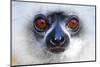 Close up of golden diademed sifaka (Propithecus diadema),Madagascar-Panoramic Images-Mounted Photographic Print