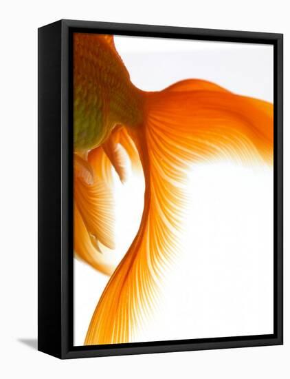 Close-up of Goldfish Tail-Mark Mawson-Framed Stretched Canvas