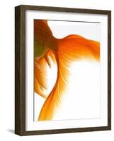 Close-up of Goldfish Tail-Mark Mawson-Framed Photographic Print
