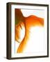 Close-up of Goldfish Tail-Mark Mawson-Framed Photographic Print