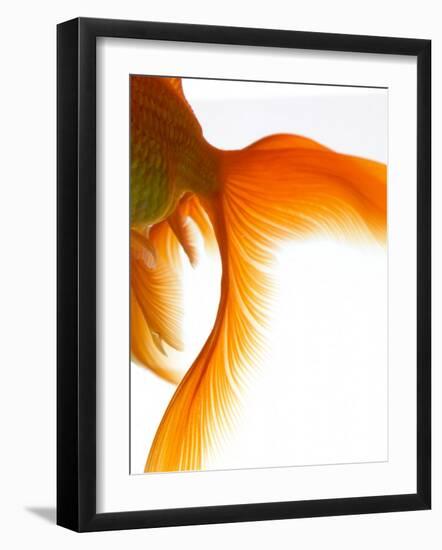 Close-up of Goldfish Tail-Mark Mawson-Framed Photographic Print