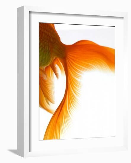 Close-up of Goldfish Tail-Mark Mawson-Framed Photographic Print