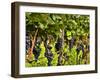 Close Up of Grapes at Hofkellerei Winery, Liechtenstein-Bill Bachmann-Framed Premium Photographic Print