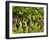 Close Up of Grapes at Hofkellerei Winery, Liechtenstein-Bill Bachmann-Framed Premium Photographic Print