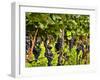 Close Up of Grapes at Hofkellerei Winery, Liechtenstein-Bill Bachmann-Framed Premium Photographic Print