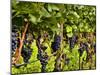 Close Up of Grapes at Hofkellerei Winery, Liechtenstein-Bill Bachmann-Mounted Premium Photographic Print