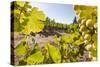 Close-Up of Grapes in a Vineyard, Napa Valley, California, United States of America, North America-Billy Hustace-Stretched Canvas