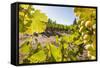 Close-Up of Grapes in a Vineyard, Napa Valley, California, United States of America, North America-Billy Hustace-Framed Stretched Canvas