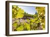 Close-Up of Grapes in a Vineyard, Napa Valley, California, United States of America, North America-Billy Hustace-Framed Photographic Print