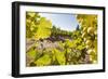 Close-Up of Grapes in a Vineyard, Napa Valley, California, United States of America, North America-Billy Hustace-Framed Photographic Print