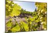 Close-Up of Grapes in a Vineyard, Napa Valley, California, United States of America, North America-Billy Hustace-Mounted Photographic Print