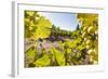 Close-Up of Grapes in a Vineyard, Napa Valley, California, United States of America, North America-Billy Hustace-Framed Photographic Print