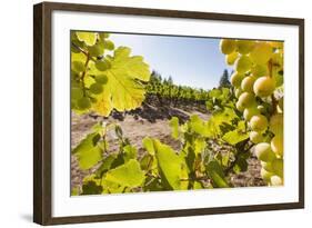 Close-Up of Grapes in a Vineyard, Napa Valley, California, United States of America, North America-Billy Hustace-Framed Photographic Print