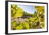 Close-Up of Grapes in a Vineyard, Napa Valley, California, United States of America, North America-Billy Hustace-Framed Photographic Print