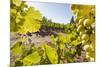 Close-Up of Grapes in a Vineyard, Napa Valley, California, United States of America, North America-Billy Hustace-Mounted Photographic Print