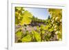 Close-Up of Grapes in a Vineyard, Napa Valley, California, United States of America, North America-Billy Hustace-Framed Photographic Print