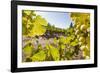 Close-Up of Grapes in a Vineyard, Napa Valley, California, United States of America, North America-Billy Hustace-Framed Photographic Print