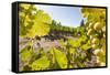 Close-Up of Grapes in a Vineyard, Napa Valley, California, United States of America, North America-Billy Hustace-Framed Stretched Canvas