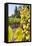 Close-Up of Grapes in a Vineyard, Napa Valley, California, United States of America, North America-Billy Hustace-Framed Stretched Canvas