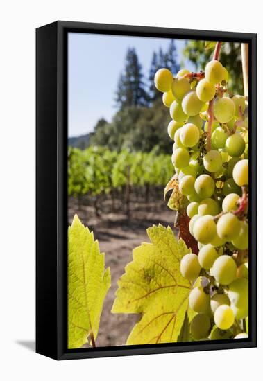 Close-Up of Grapes in a Vineyard, Napa Valley, California, United States of America, North America-Billy Hustace-Framed Stretched Canvas