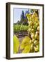 Close-Up of Grapes in a Vineyard, Napa Valley, California, United States of America, North America-Billy Hustace-Framed Photographic Print