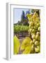 Close-Up of Grapes in a Vineyard, Napa Valley, California, United States of America, North America-Billy Hustace-Framed Photographic Print