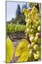 Close-Up of Grapes in a Vineyard, Napa Valley, California, United States of America, North America-Billy Hustace-Mounted Photographic Print