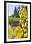 Close-Up of Grapes in a Vineyard, Napa Valley, California, United States of America, North America-Billy Hustace-Framed Photographic Print