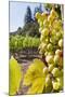 Close-Up of Grapes in a Vineyard, Napa Valley, California, United States of America, North America-Billy Hustace-Mounted Photographic Print