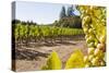 Close-Up of Grapes in a Vineyard, Napa Valley, California, United States of America, North America-Billy Hustace-Stretched Canvas