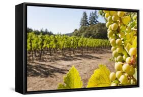 Close-Up of Grapes in a Vineyard, Napa Valley, California, United States of America, North America-Billy Hustace-Framed Stretched Canvas