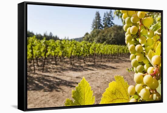 Close-Up of Grapes in a Vineyard, Napa Valley, California, United States of America, North America-Billy Hustace-Framed Stretched Canvas