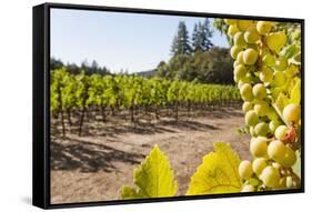 Close-Up of Grapes in a Vineyard, Napa Valley, California, United States of America, North America-Billy Hustace-Framed Stretched Canvas