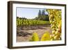 Close-Up of Grapes in a Vineyard, Napa Valley, California, United States of America, North America-Billy Hustace-Framed Photographic Print