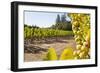 Close-Up of Grapes in a Vineyard, Napa Valley, California, United States of America, North America-Billy Hustace-Framed Photographic Print