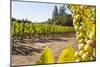 Close-Up of Grapes in a Vineyard, Napa Valley, California, United States of America, North America-Billy Hustace-Mounted Photographic Print