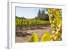 Close-Up of Grapes in a Vineyard, Napa Valley, California, United States of America, North America-Billy Hustace-Framed Photographic Print