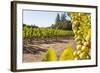 Close-Up of Grapes in a Vineyard, Napa Valley, California, United States of America, North America-Billy Hustace-Framed Photographic Print