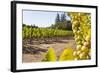 Close-Up of Grapes in a Vineyard, Napa Valley, California, United States of America, North America-Billy Hustace-Framed Photographic Print