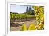 Close-Up of Grapes in a Vineyard, Napa Valley, California, United States of America, North America-Billy Hustace-Framed Photographic Print