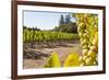 Close-Up of Grapes in a Vineyard, Napa Valley, California, United States of America, North America-Billy Hustace-Framed Photographic Print