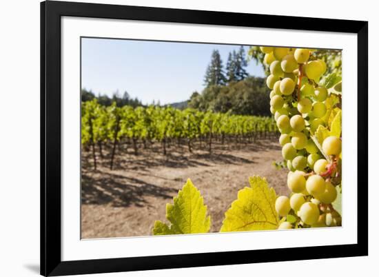 Close-Up of Grapes in a Vineyard, Napa Valley, California, United States of America, North America-Billy Hustace-Framed Photographic Print