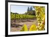 Close-Up of Grapes in a Vineyard, Napa Valley, California, United States of America, North America-Billy Hustace-Framed Photographic Print