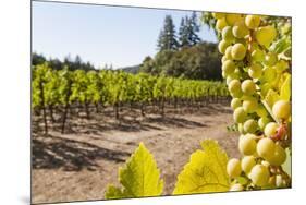 Close-Up of Grapes in a Vineyard, Napa Valley, California, United States of America, North America-Billy Hustace-Mounted Photographic Print