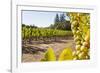 Close-Up of Grapes in a Vineyard, Napa Valley, California, United States of America, North America-Billy Hustace-Framed Photographic Print