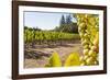 Close-Up of Grapes in a Vineyard, Napa Valley, California, United States of America, North America-Billy Hustace-Framed Photographic Print